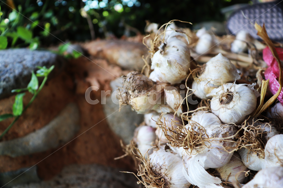 마늘,묶음,garlic,농산물,농작물,건조,식재료,갈릭,음식,식재료,요리,food,cook,meal,dishes,food reserves,채소,야채,vegetables
