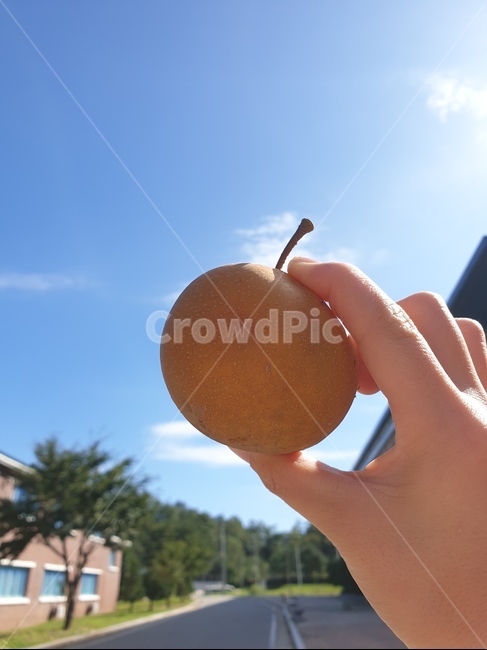 배,가을,과일,하늘,파랑,음식,식재료,요리,food,cook,meal,dishes,food reserves,과일,열매,fruit