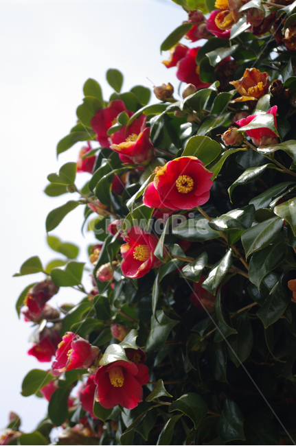 동백꽃,꽃,flower,계절,봄,spring,식물,자연,plants,nature,꽃,flower
