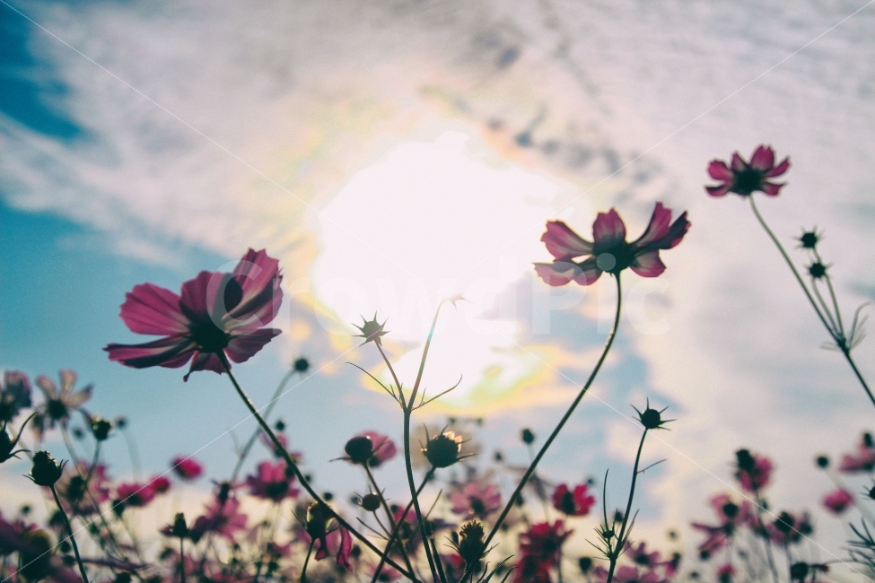 코스모스,하늘공원,하늘,공원,꽃,flower,해,태양,분홍,가을,계절,fall,autumn,season,식물,자연,plants,nature,꽃,flower,감성,sensible,feeling,flare,플레어,light,빛,plant,geranium,제라늄,blossom,sunlight,햇빛