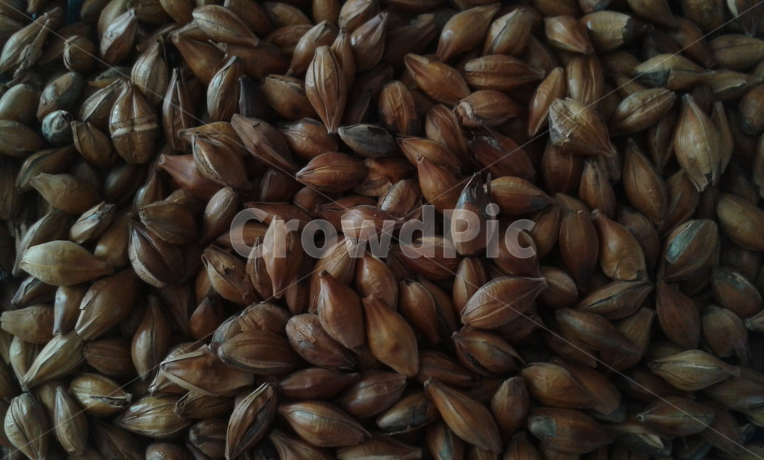 보리차,곡식,plant,식물,vegetable,곡류,곡식,cereals