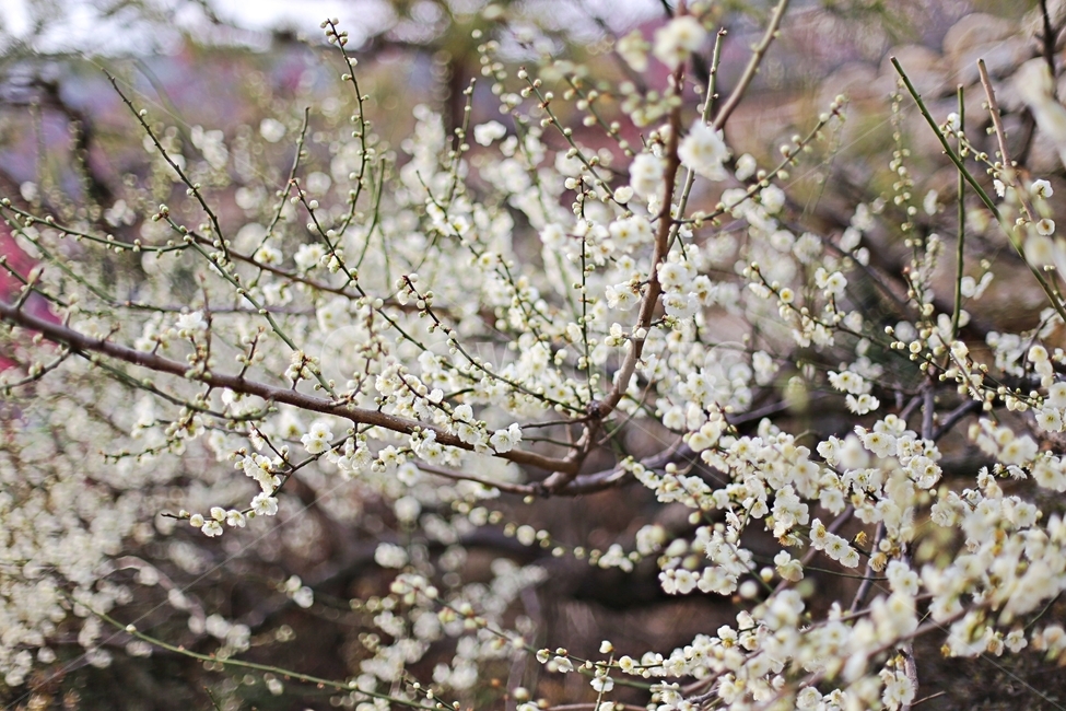 하동,매화,매화마을,매화축제,매화꽃,flower,꽃,hadong,봄,계절,spring,season,식물,자연,plants,nature,꽃,flower,plant,blossom