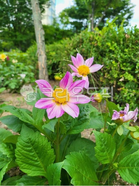 다알리아,미니다알리아,꽃,식물,화단