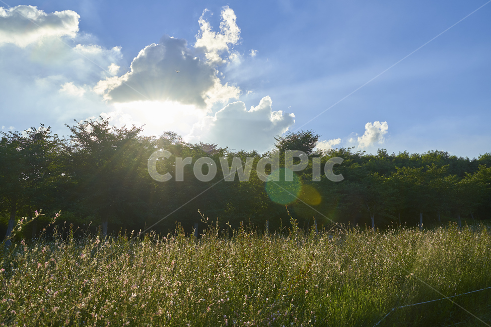 하늘,숲,햇빛,구름,빛내림,밭,풀밭,올림픽공원,햇살,자연,풍경,nature,landscape,light,빛,flare,플레어,outdoors,옥외
