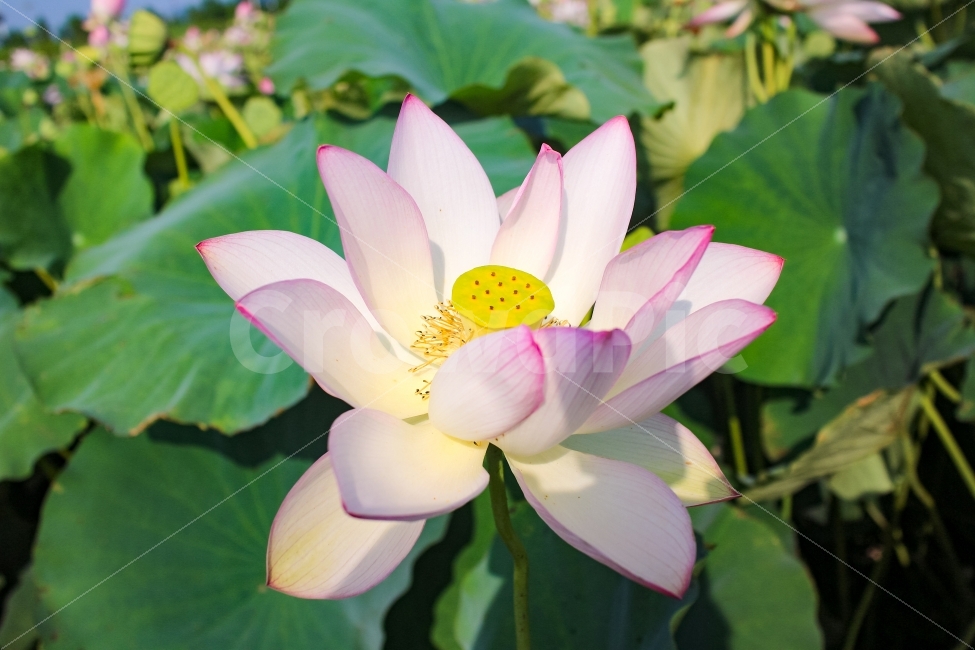 연꽃,아라홍련,홍련,여름,꽃,7월,flower,연꽃잎,자연,풍경,함안,사진,취미,감성,식물,자연,plants,nature,꽃,flower