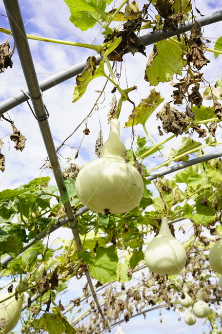 박,덩굴,식물,하늘,녹색,plants,gourd,식물,자연,plants,nature,과일,열매,fruit