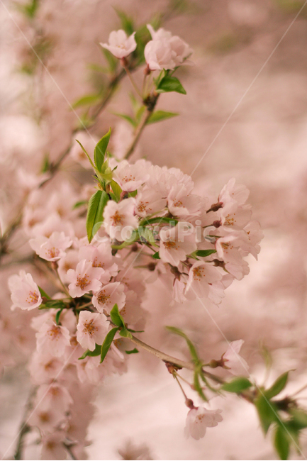 벚꽃,cherryblossom,봄,spring,핑크,배경,꽃,화사한,분홍빛,봄,계절,spring,season,식물,자연,plants,nature,꽃,flower,plant,blossom