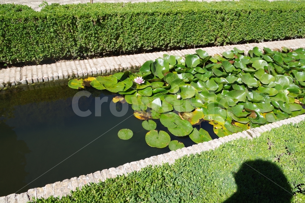 	여행,스페인,그라나다,알함브라travel,spain,grananda,alhambra,정원,garden,식물,자연,plants,nature