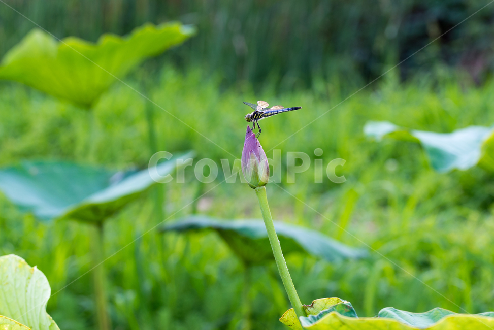연꽃,여름꽃,분홍,꽃,flower,summer,season,계절,식물,plants,아웃포커싱