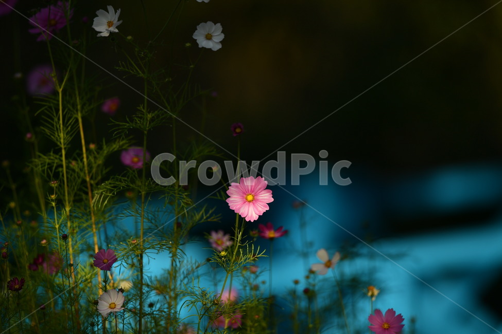 자연,꽃,가을,오후,코스모스,가을,계절,fall,autumn,season,식물,자연,plants,nature,꽃,flower,색깔,색상,색채,색감,color sense,color sensitivity,feeling of color,plant,blossom,daisy,데이지,daisies