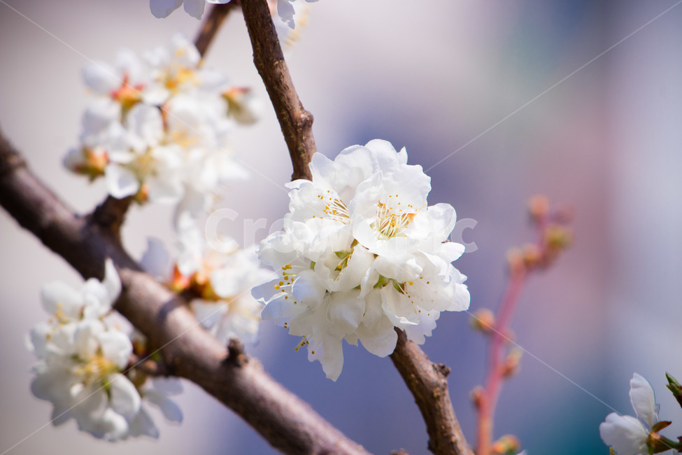 봄,벚꽃,식물,cherryblossom,꽃