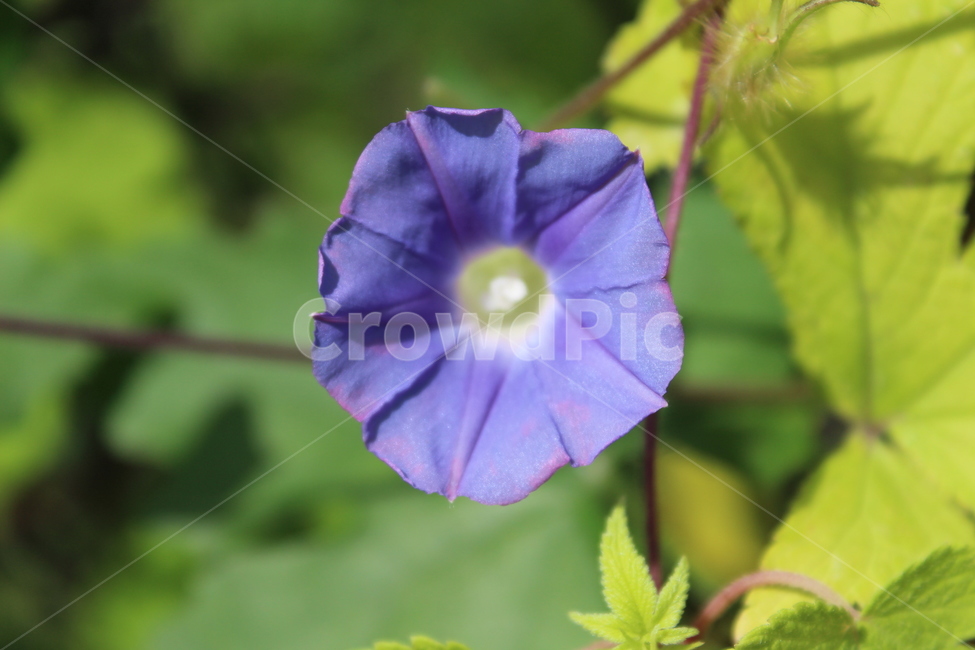 plant,식물,flower,꽃,blossom,식물,자연,plants,nature,꽃,flower