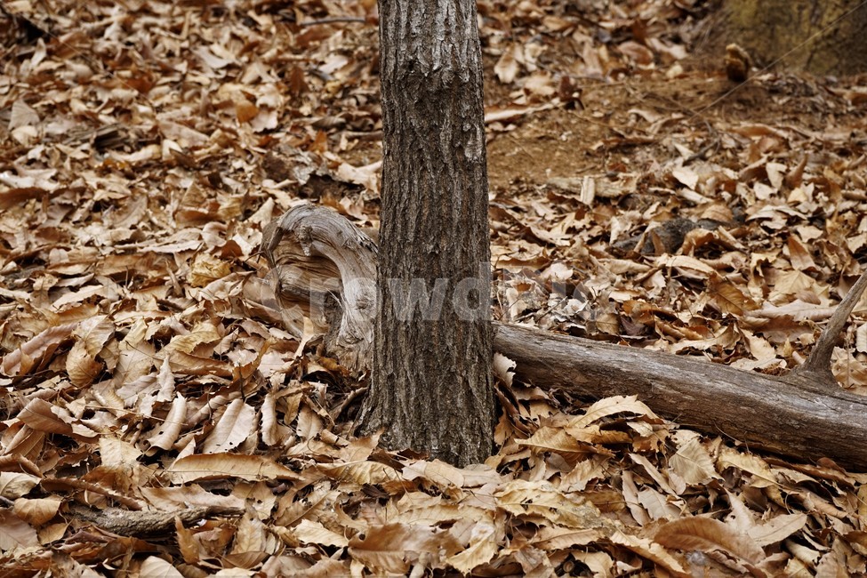 나무,자연,식물,초봄,낙엽,나무가지,landscape,nature,trees,desolation,solitary,fallenleaves,brown,branches,자연,풍경,nature,landscape,ground,바닥,tree,plant