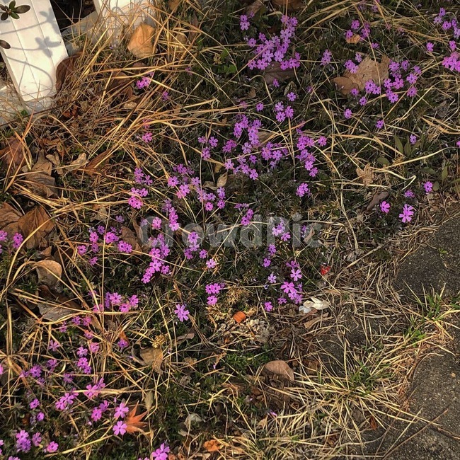 꽃,보라색,자연,풀,자연물,식물,자연,plants,nature,꽃,flower