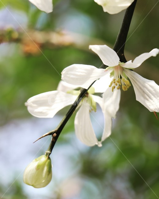 탱자꽃,화이트,꽃,사월,가시,울타리,봄,계절,spring,season,식물,자연,plants,nature,꽃,flower,plant