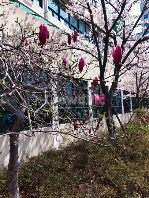 봄,보라색꽃,나무가지,꽃나무,벚꽃,blossom,purple,tree,spring,romantic