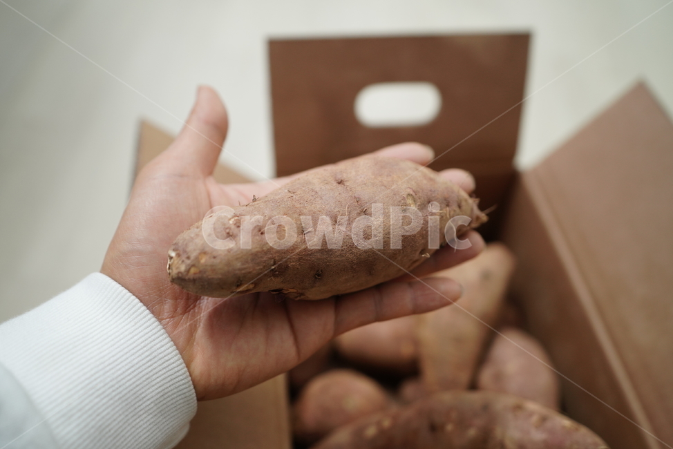 고구마,작물,식물,음식,건강식,채소,박스,먹방,생물,농사,상자,푸드,food,먹거리,간식,겨울,사람,인물,인간,human,person,신체일부,몸,body,채소,야채,vegetables