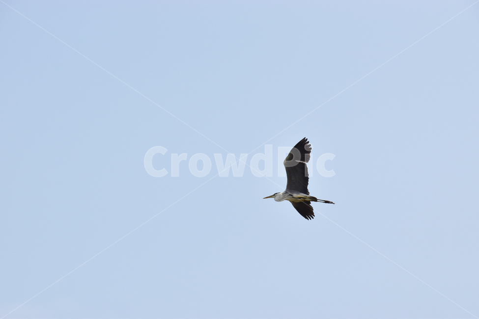 배경,아름다운,자연,새,파란,비행,background,beautiful,nature,new,blue,flying,동물,animal,조류,새,birds