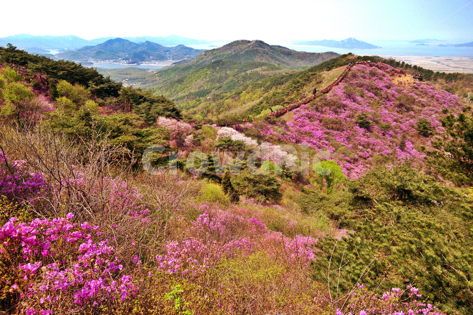 진달래,축제,고려산,강화도,군락지,자연,풍경,nature,landscape,한국자연풍경,한국자연경관,korea nature landscape,사람들,대중,군중,other people,crowd,outdoors,옥외