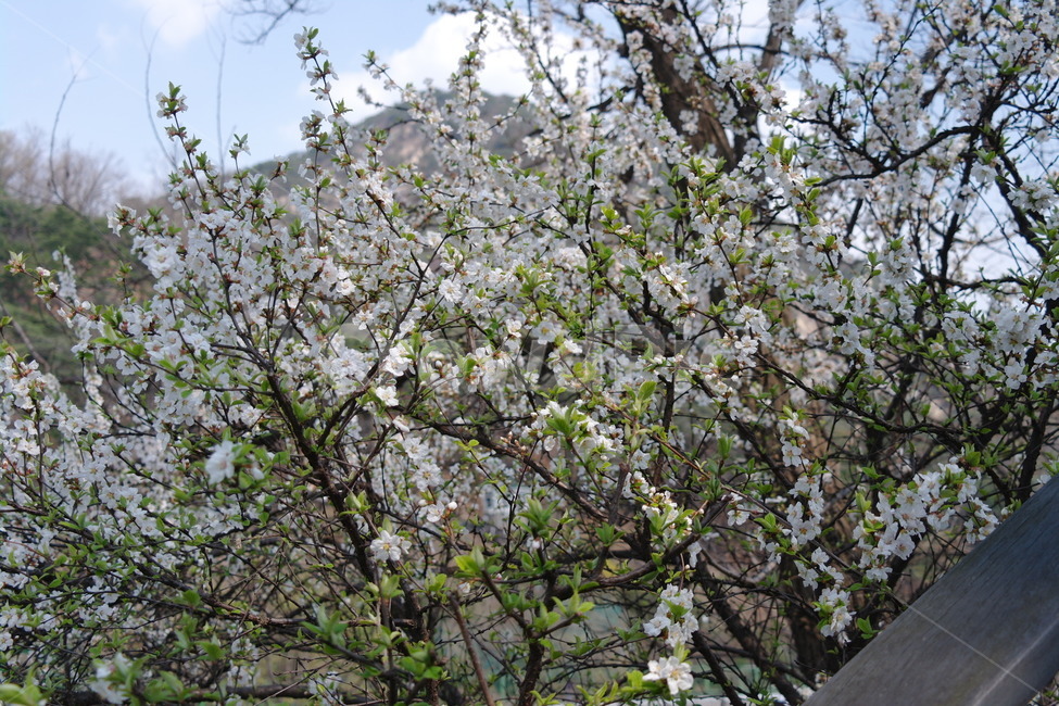 봄,벗꽃,개나리,자연,꽃,봄,계절,spring,season,식물,자연,plants,nature,꽃,flower,plant