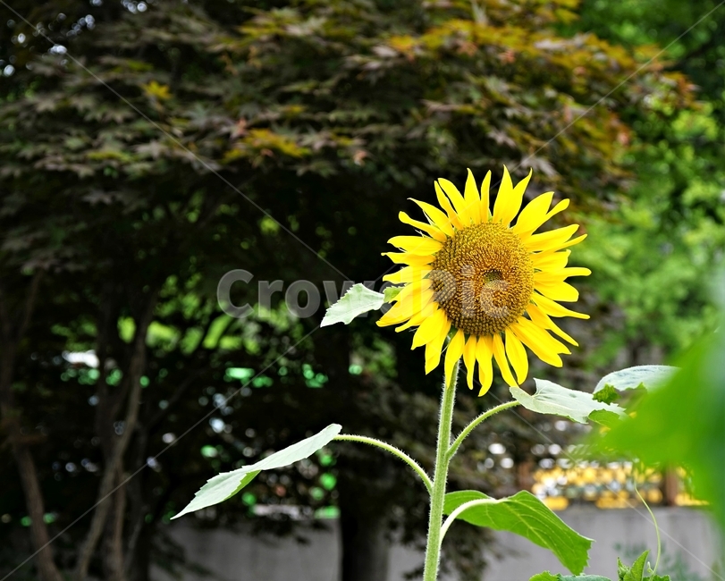해바라기,여름,노랑,꽃,식물,sunflower,yellow,circle,bloom,태양,원형,정열,선플라워