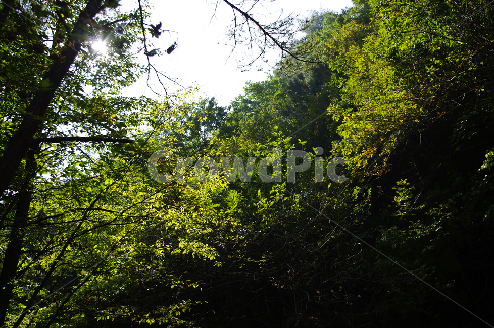 숲,나무,잎,식물,자연,자연,풍경,nature,landscape,tree,plant,vegetation,초목