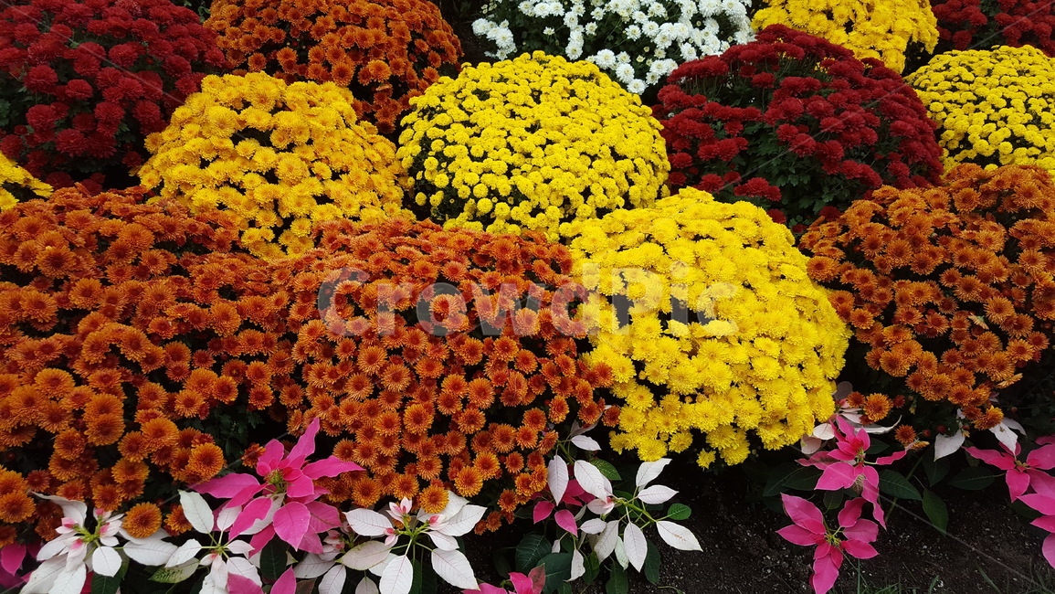 꽃,플라워,flower,꽃밭,화단