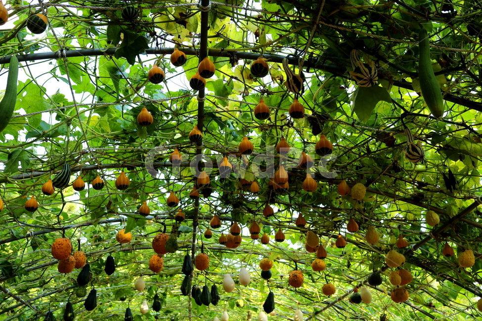 박,호박,식물,덩굴식물,열매,넝쿨식물,자연,식물,자연,plants,nature,과일,열매,fruit