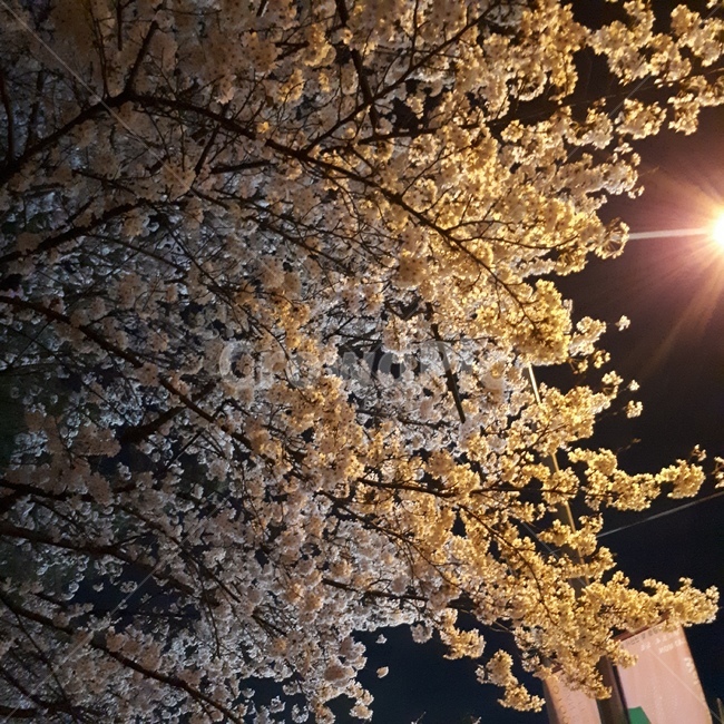 벚꽃,나무,밤,저녁,풍경,배경,flower,wood,night,beauty,봄,spring
