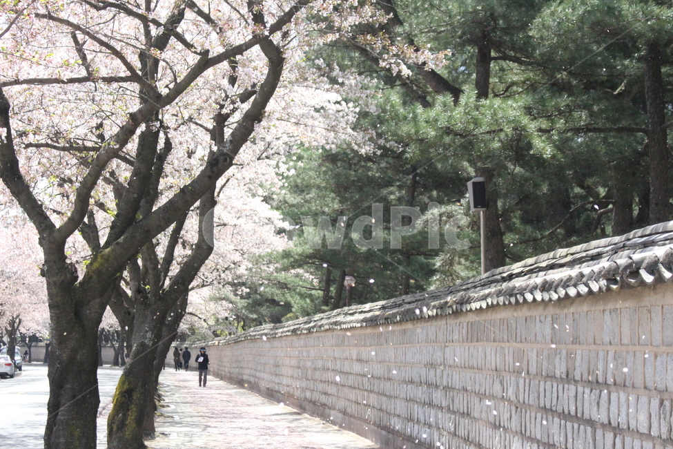 벚꽃,경주,봄,garden,정원,cherryblossom,korea,gyeongju,plant