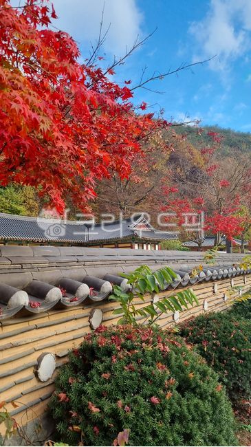 가을산,자연,계추,추계,계곡,mountain,juwangsanmountain
