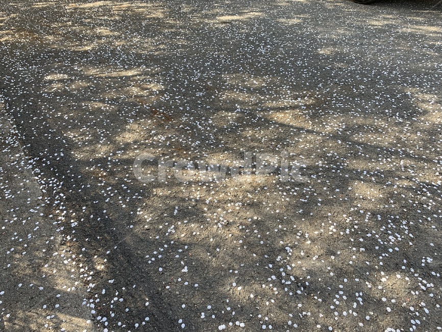 벚꽃,잎,길,cherryblossom,leaf,load,street,spring