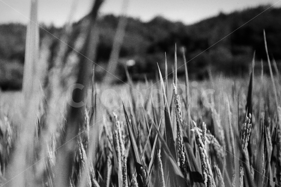 벼,쌀,추수,가을,흑백사진,필름사진,식물,자연,plants,nature,흑백,모노톤,monochrome,black and white