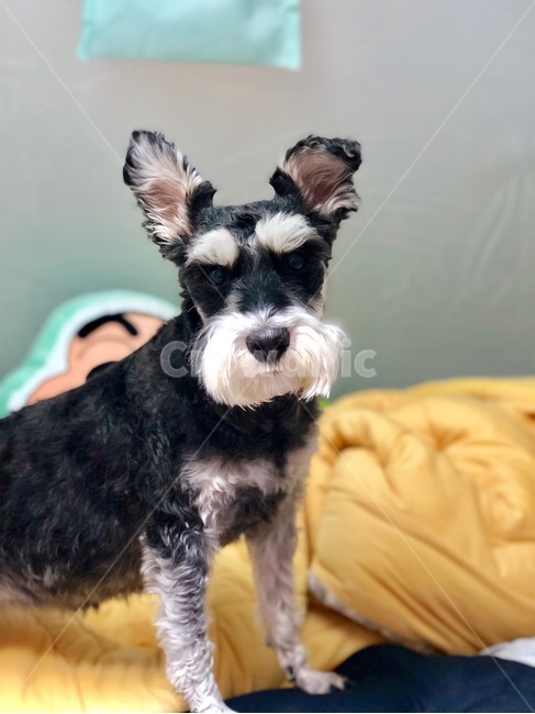 강아지,개,슈나우저,미니어처슈나우저,schnauzer,puppy,dog,miniatureschnauzer,동물,animal,포유류,mammal,개,강아지,dog,doggy