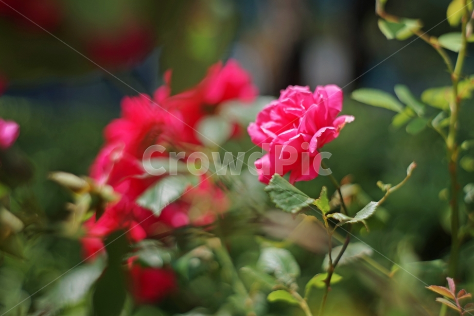 꽃,flower,장미,rose,식물,plant,풍경,landscape,봄,spring,계절,season,자연,생동감,fresh,nature,감성,식물,자연,plants,nature,꽃,flower