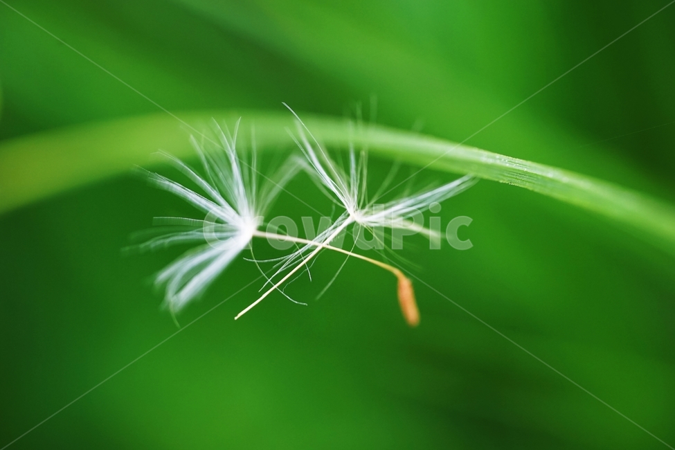 민들레,민들레홀씨,씨앗,봄,풀,식물,자연,plants,nature,꽃,flower