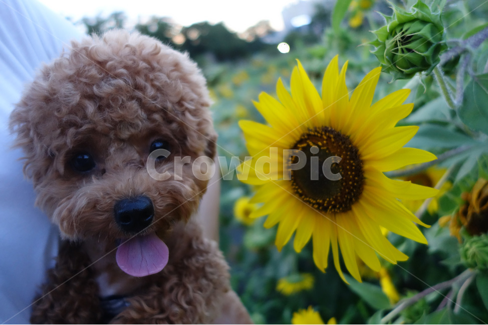 강아지,반려견,푸들,푸숑,해바라기,꽃,flower