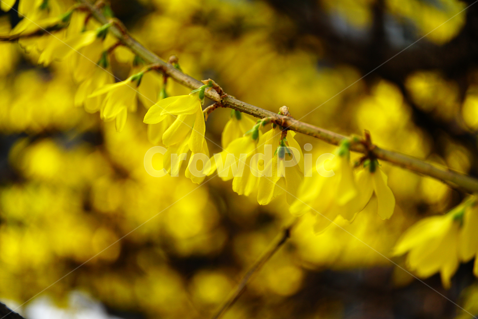 개나리,봄꽃,한국자연,꽃,꽃사진,플라워,flower,봄,spring,식물,plants,자연,nature,풍경,landscape,계절,season,snap,스냅,접사,macro,closeup,클로즈업,감성사진,감성,힐링,healing,느낌,feel,feeling,꽃밭,화단,나무,나뭇가지,tree,꽃봉오리,4월,April,개나리꽃,봄,계절,spring,season,식물,자연,plants,nature,꽃,flower,plant