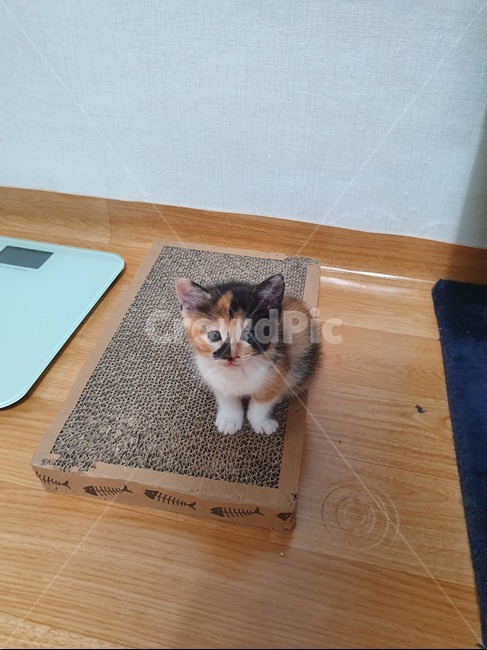 아기고양이,새끼고양이,고양이,아이컨택,앉아있는고양이