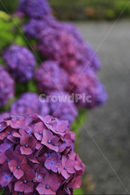수국,꽃,보라,식물,flower,식물,자연,plants,nature,꽃,flower