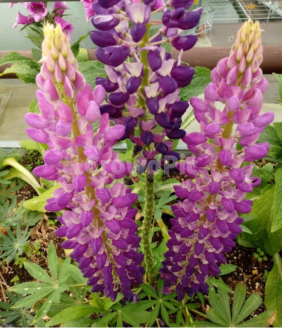 루피너스,층층이부채꽃,lupine,정원용식물,절화용,콩과,약용
