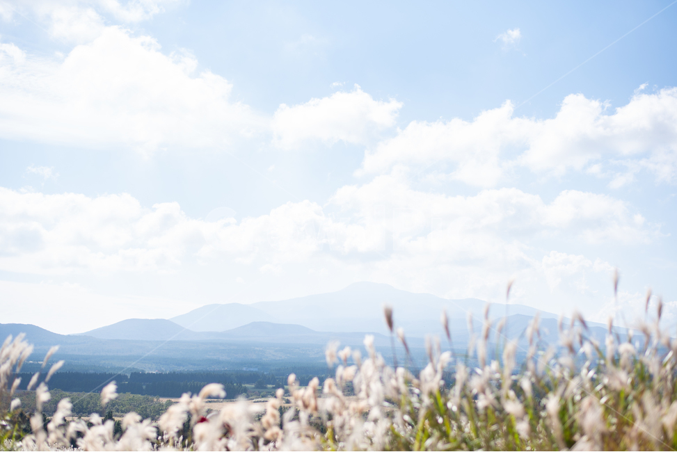 억새사진,제주가을,제주도가을,억새풍경,억새,한라산,제주사진,제주도,제주,제주도풍경,제주도사진,가을제주,하늘,sky,mountian,제주풍경,가을사진,가을하늘,자연,풍경,nature,landscape,제주도,jeju,jeju island,vegetation,초목,plant,식물