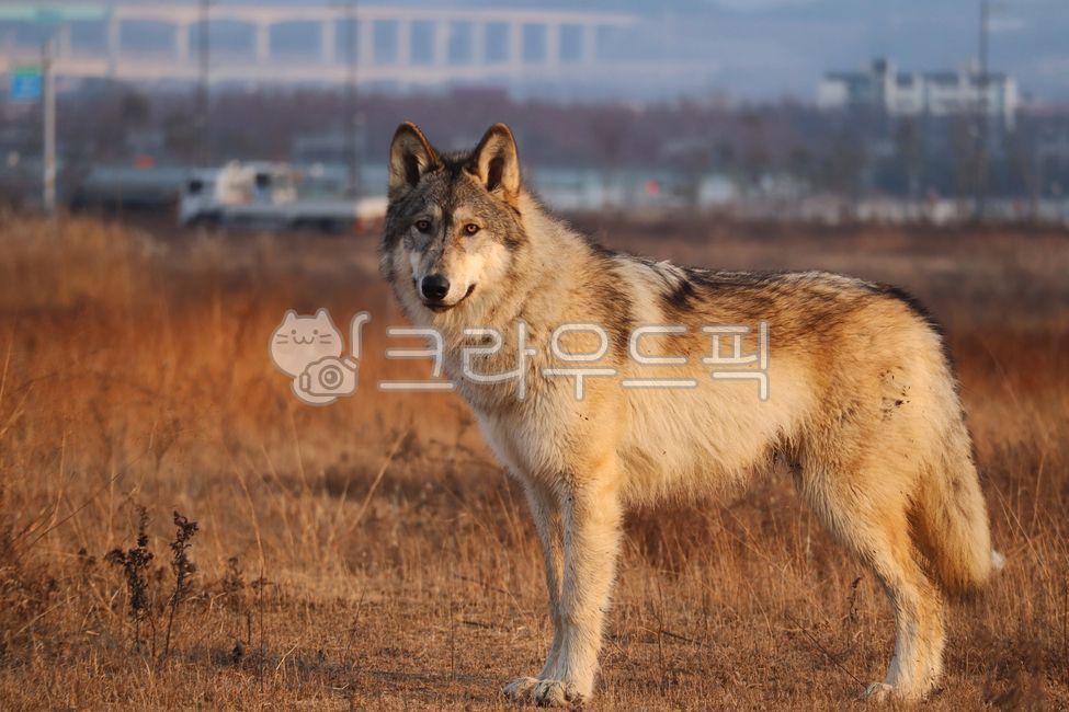 늑대,늑대개,울프독,대형견,반려동물,반려견,이색반려동물,이색애완동물,동물,animal,포유류,mammal,개,강아지,dog,doggy