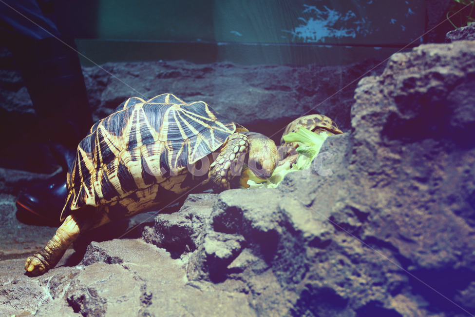 해양생물,turtle,animal,동물,거북이