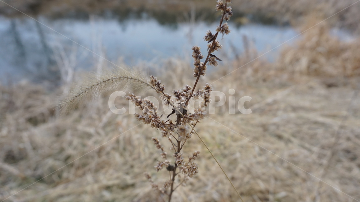 자연,강가,식물,강주변,plants,riverside,식물,자연,plants,nature