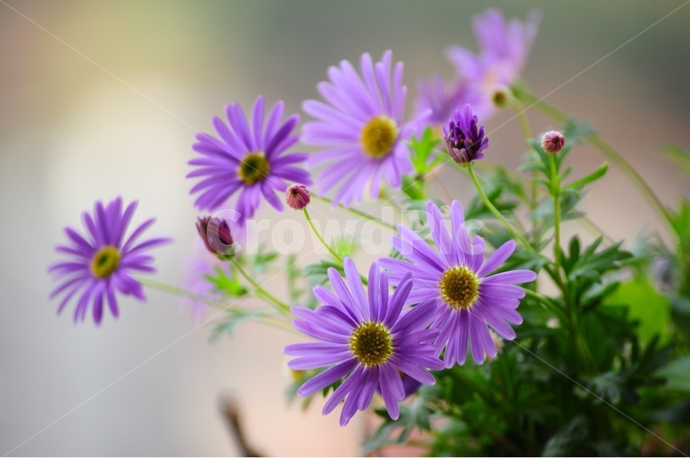 가을,보라,국화,사계국화,감성,식물,자연,plants,nature,꽃,flower
