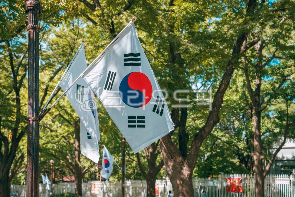 feather,flag,shadow,light,Korean Flag,tree,Geongongamri,Taegeuk