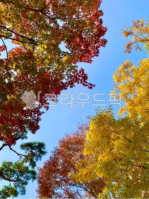 가을,단풍,maple,단풍잎,은행잎,잎,단풍나무,은행나무,계절,season,식물,가을하늘