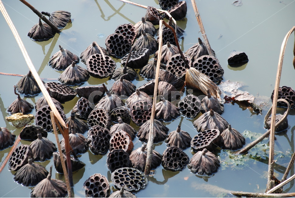 연자,겨울연못,연밥,황량함,갈색,식물,자연,plants,nature