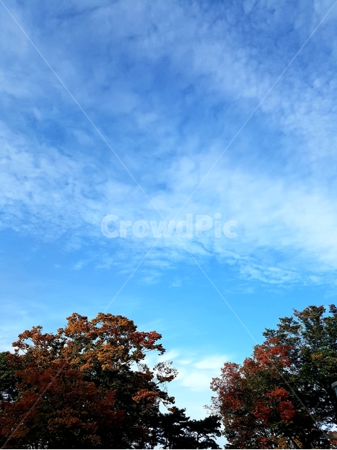 하늘,구름,가을하늘,나무,풍경,자연,sky,cloud,tree,nature
